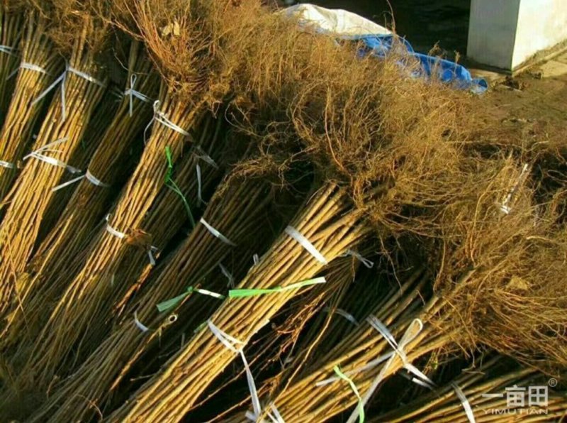 大榛子树苗，品种纯正，多买优惠！！！