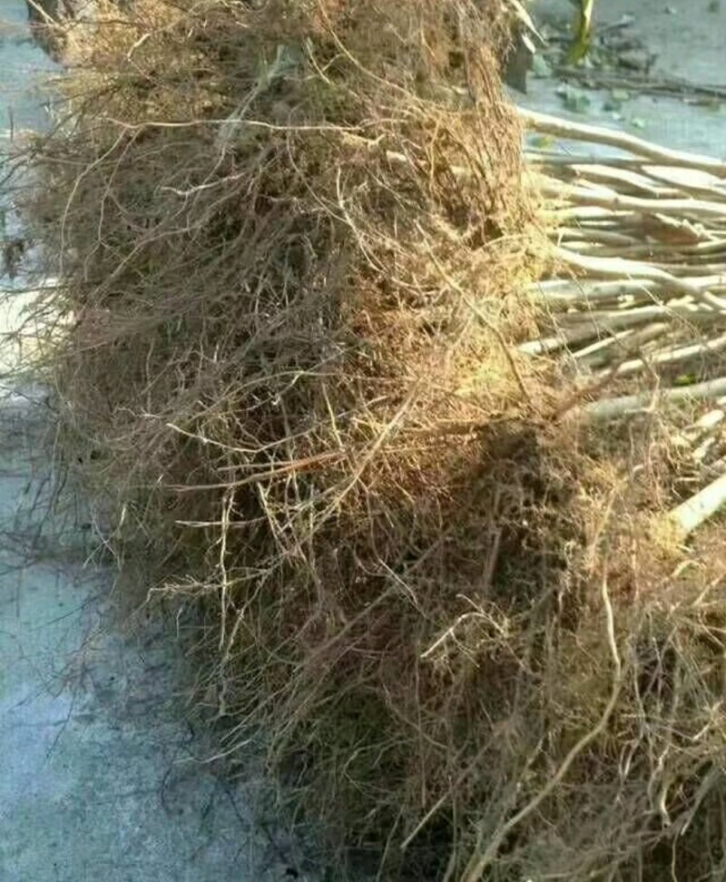 大榛子树苗，品种纯正，多买优惠！！！