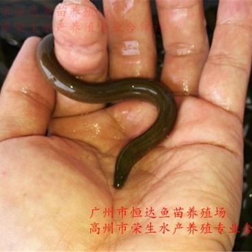 黄鳝苗