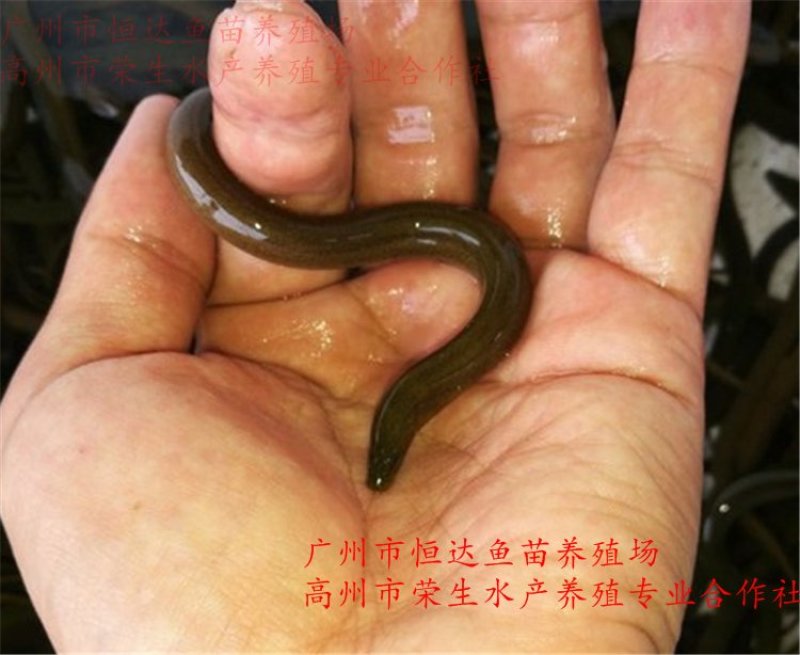 黄鳝苗