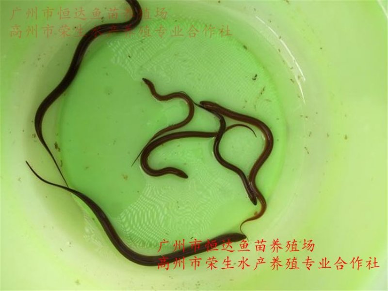 黄鳝苗