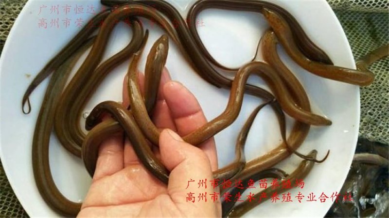 黄鳝苗