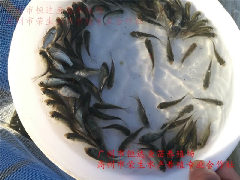 丰产鲫鱼苗杂交鲫鱼苗