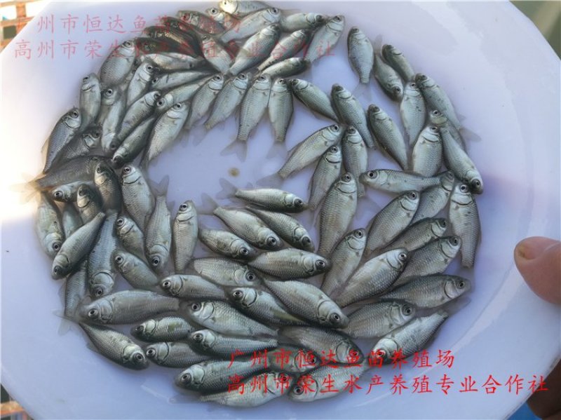 丰产鲫鱼苗杂交鲫鱼苗