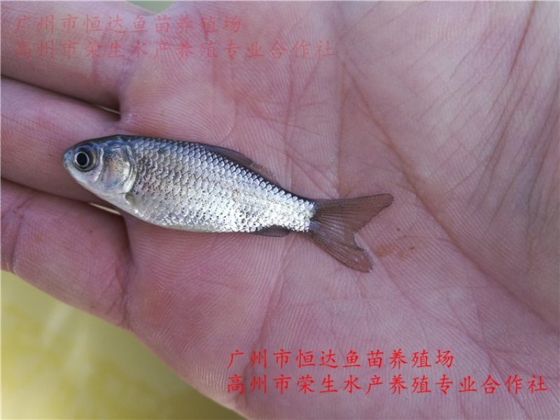 丰产鲫鱼苗杂交鲫鱼苗