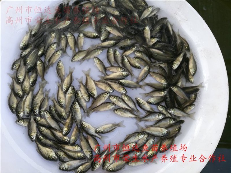丰产鲫鱼苗杂交鲫鱼苗