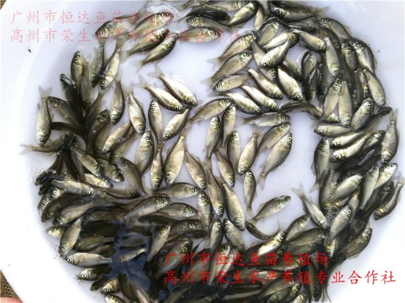 丰产鲫鱼苗杂交鲫鱼苗