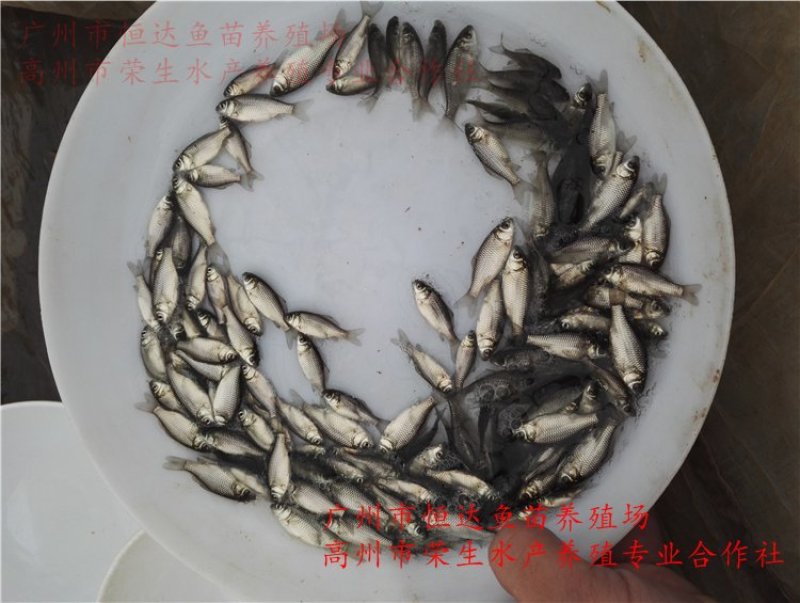 丰产鲫鱼苗杂交鲫鱼苗