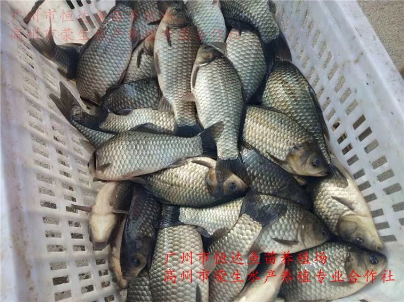 丰产鲫鱼苗杂交鲫鱼苗