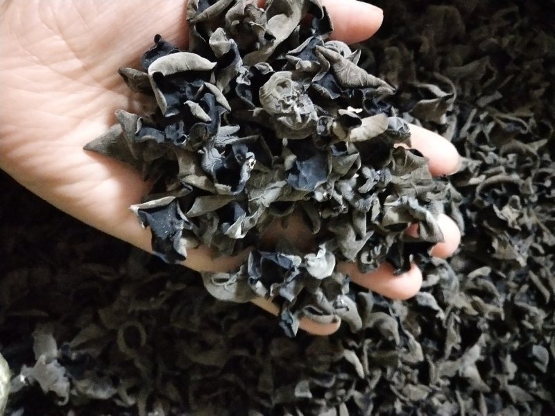 黑木耳大筋菜一级东北秋耳