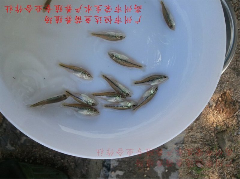 加州鲈鱼苗优鲈鱼苗