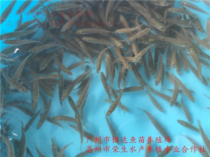 加州鲈鱼苗优鲈鱼苗
