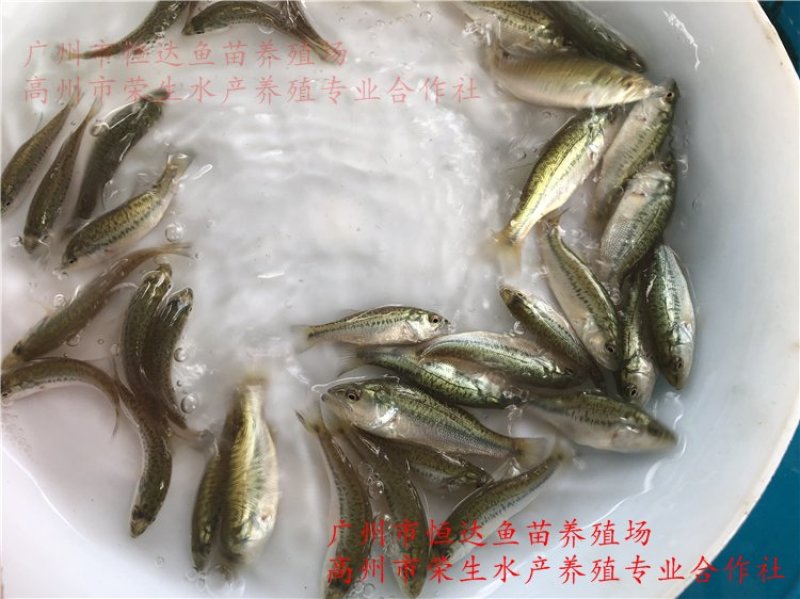 加州鲈鱼苗优鲈鱼苗