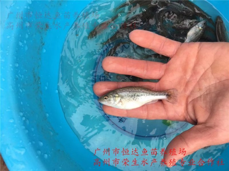 加州鲈鱼苗优鲈鱼苗