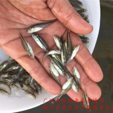 加州鲈鱼苗优鲈鱼苗