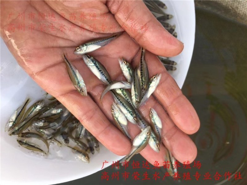 加州鲈鱼苗优鲈鱼苗