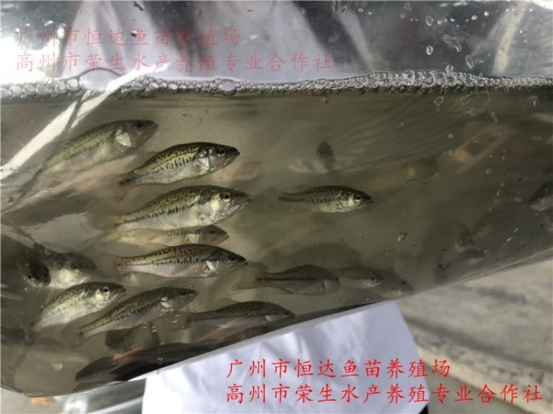 加州鲈鱼苗优鲈鱼苗