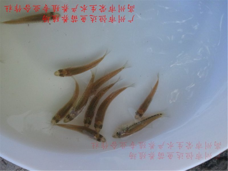 加州鲈鱼苗优鲈鱼苗