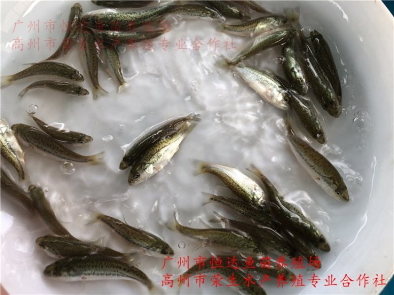 加州鲈鱼苗优鲈鱼苗