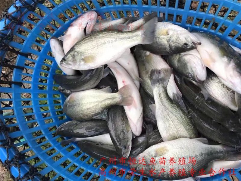 加州鲈鱼苗优鲈鱼苗