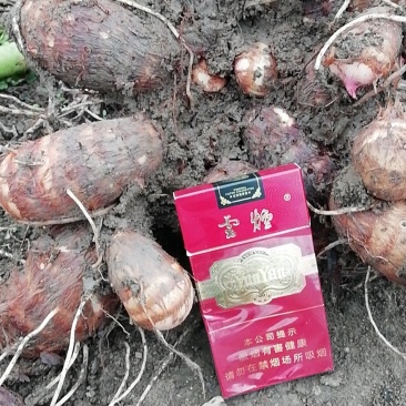 薯芋类