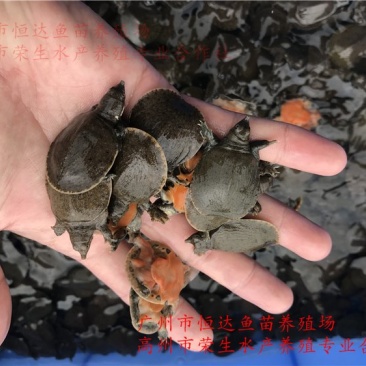 甲鱼苗中华鳖苗