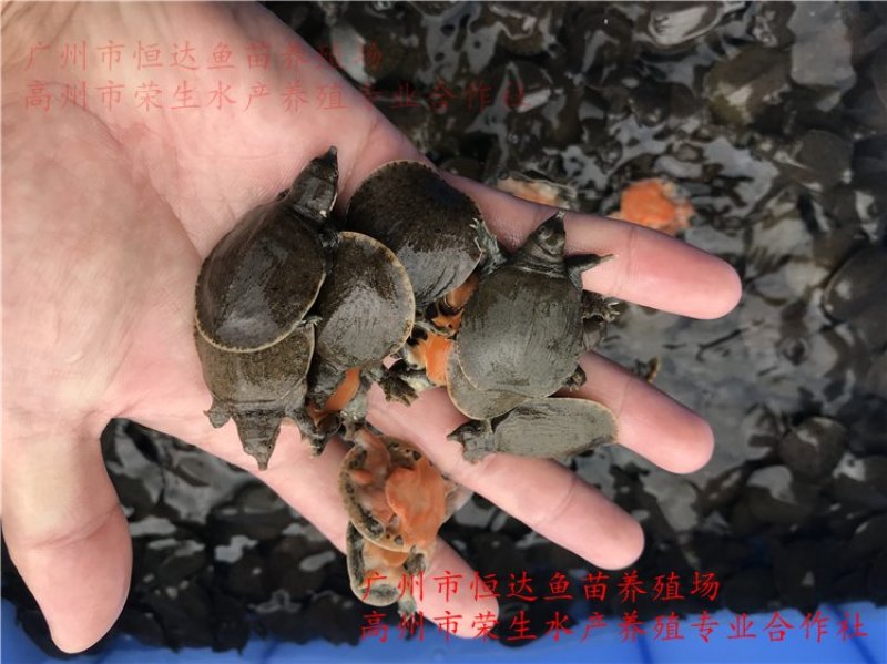 甲鱼苗中华鳖苗