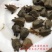 甲鱼苗中华鳖苗