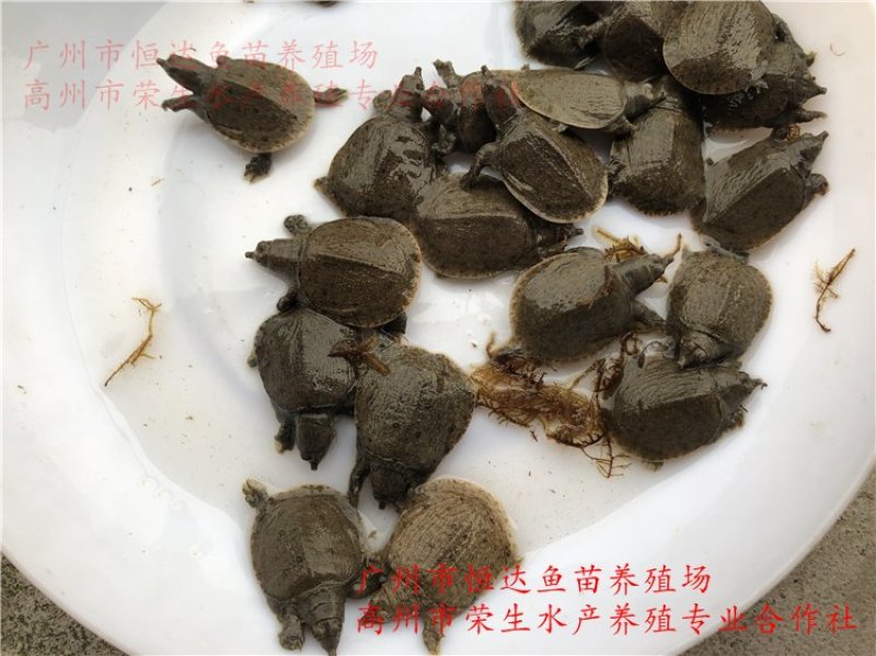 甲鱼苗中华鳖苗