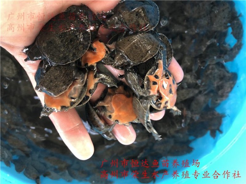 甲鱼苗中华鳖苗