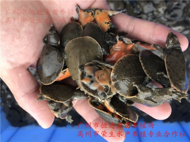 甲鱼苗中华鳖苗