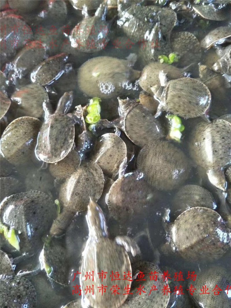 甲鱼苗中华鳖苗