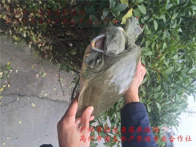 甲鱼苗中华鳖苗