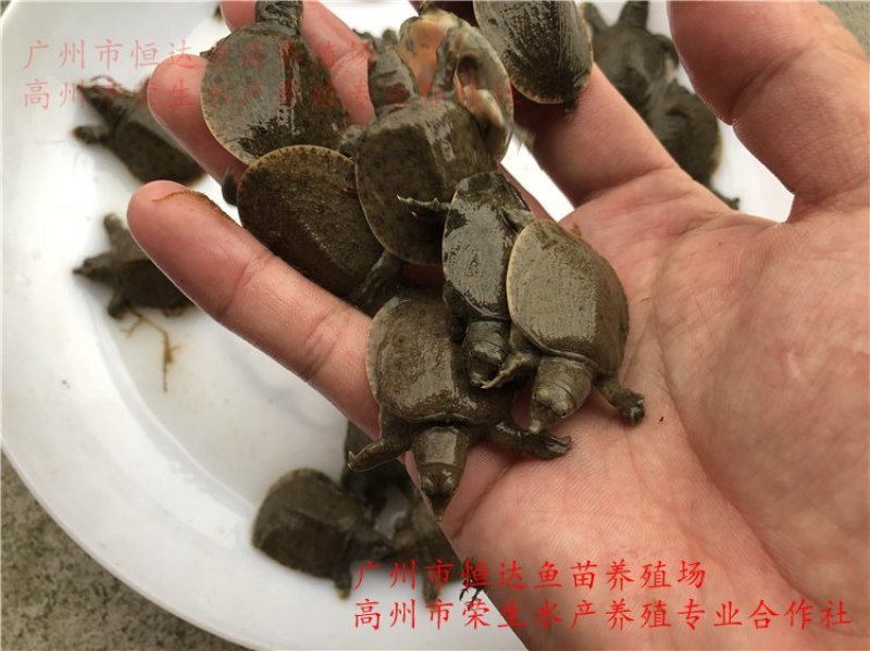 甲鱼苗中华鳖苗