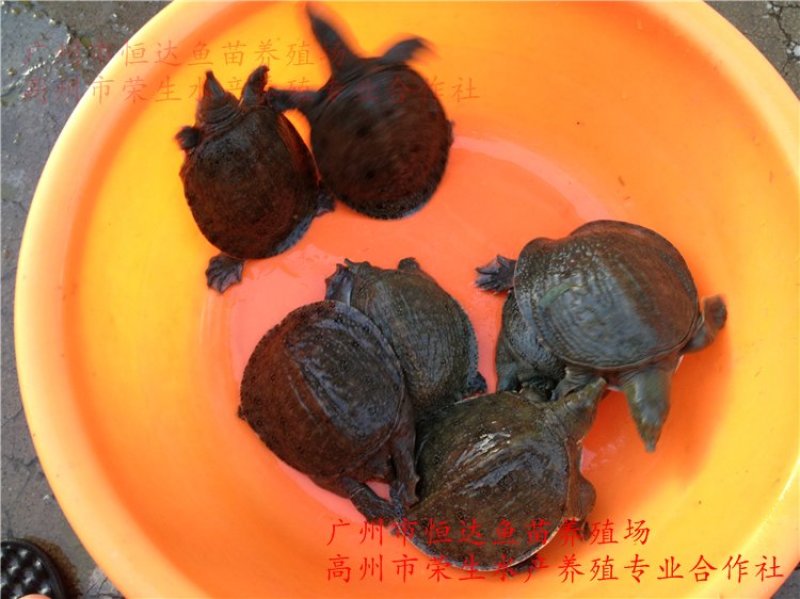 甲鱼苗中华鳖苗