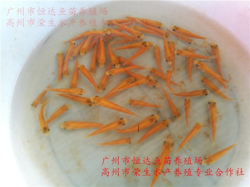 俄罗斯金草鱼苗金草鱼苗