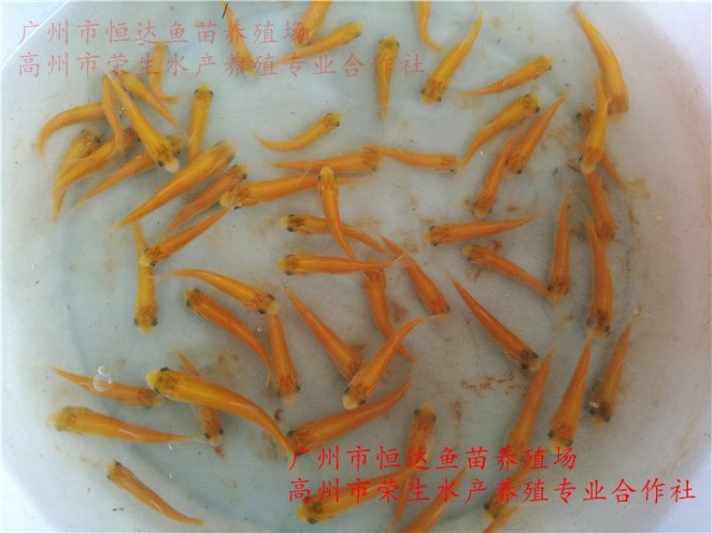 俄罗斯金草鱼苗金草鱼苗