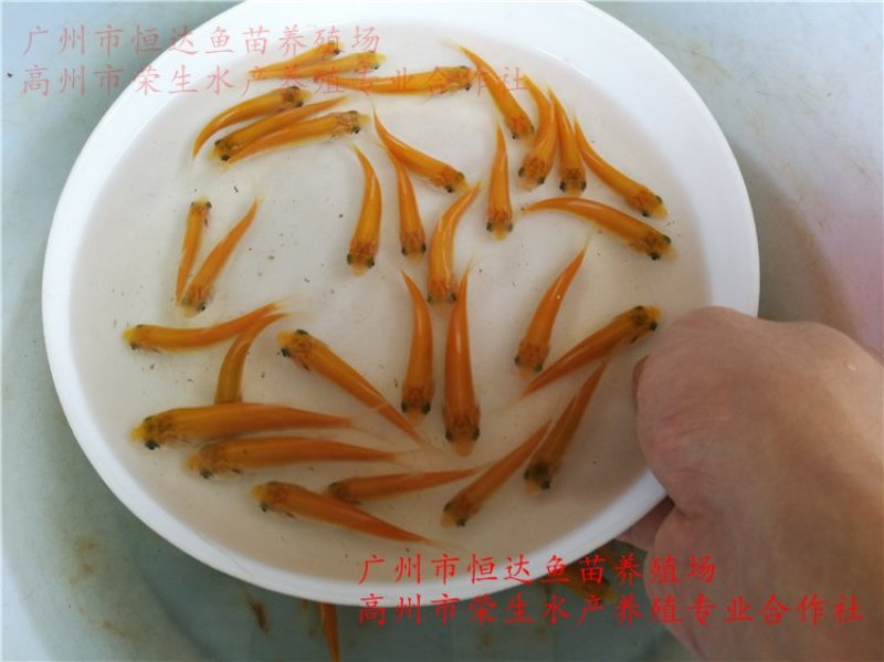 俄罗斯金草鱼苗金草鱼苗