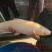 俄罗斯金草鱼苗金草鱼苗