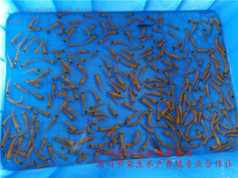 俄罗斯金草鱼苗金草鱼苗