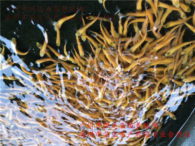 俄罗斯金草鱼苗金草鱼苗