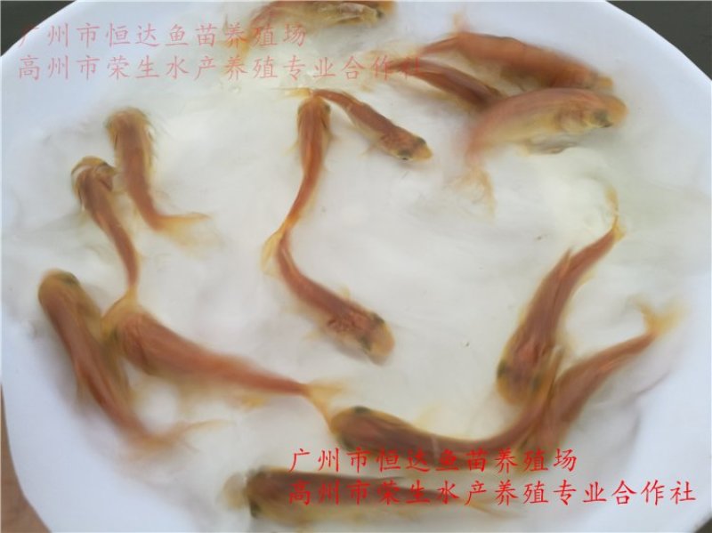 金大头鱼苗金鳙鱼苗