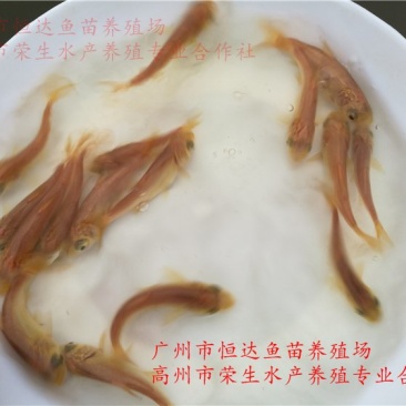 金大头鱼苗金鳙鱼苗