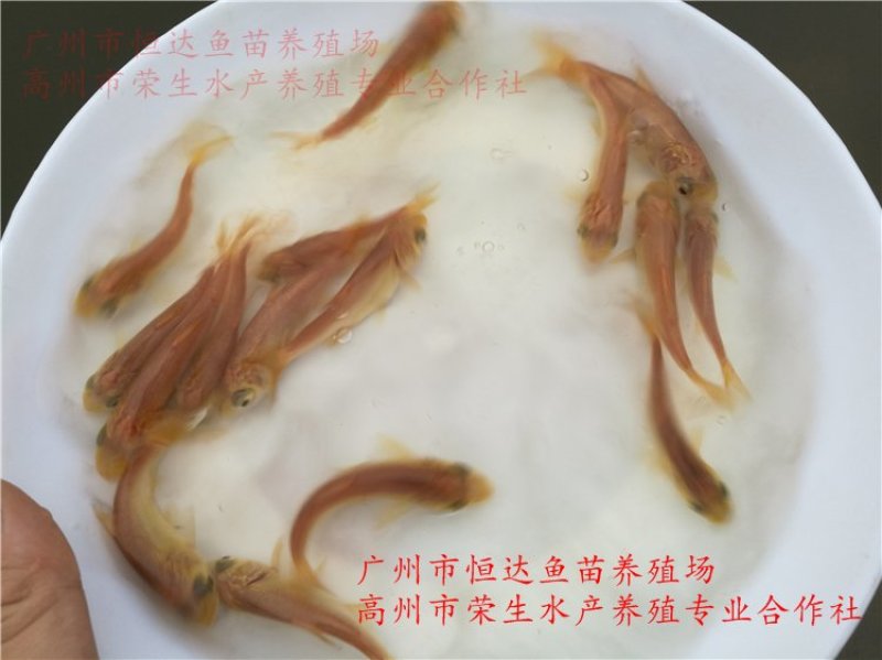 金大头鱼苗金鳙鱼苗