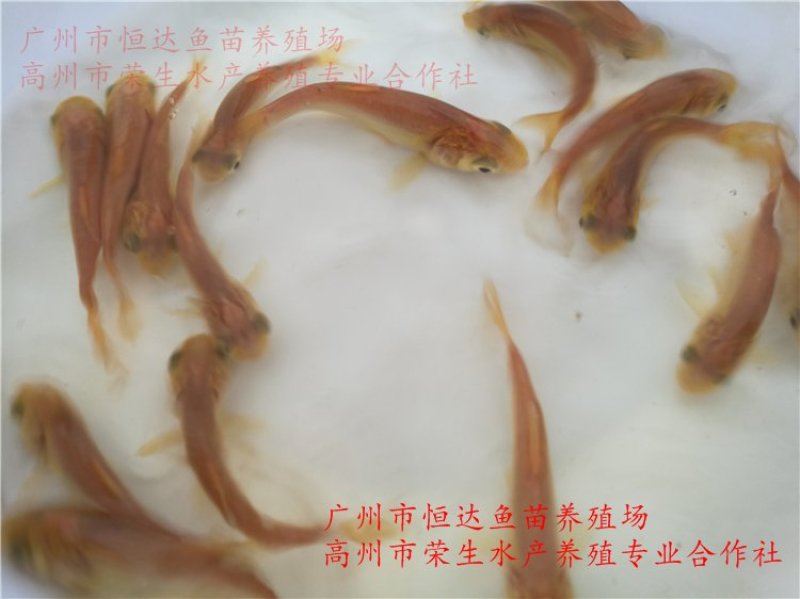 金大头鱼苗金鳙鱼苗