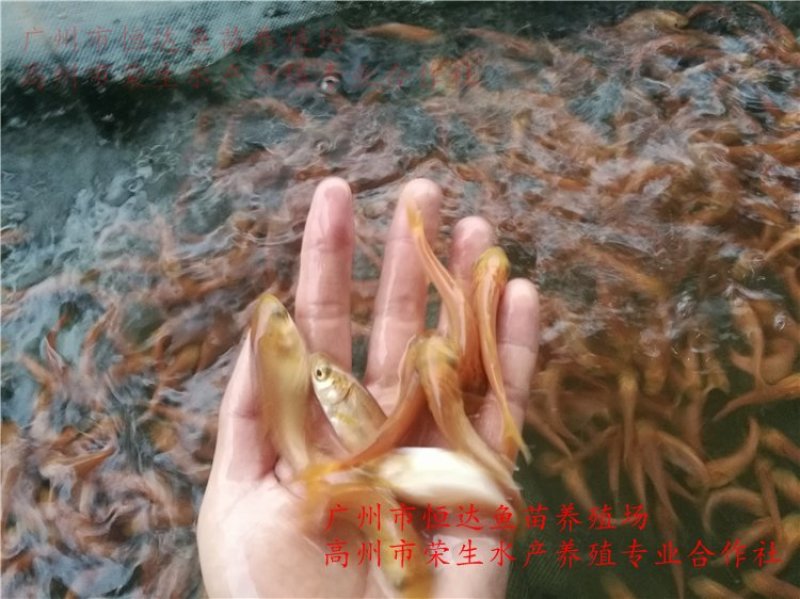 金大头鱼苗金鳙鱼苗