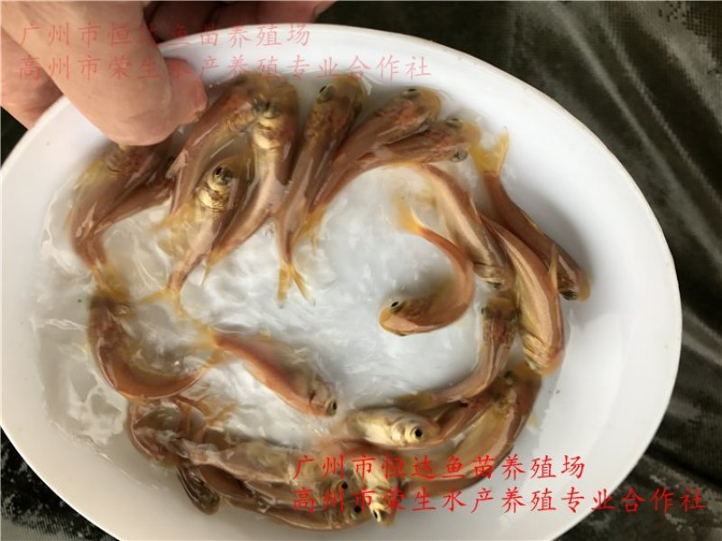 金大头鱼苗金鳙鱼苗
