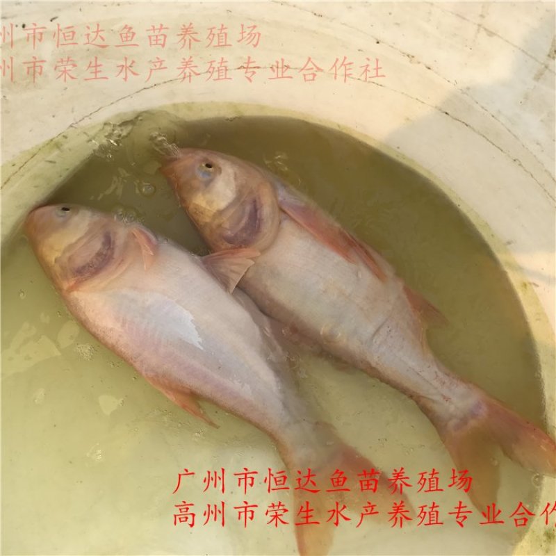 金大头鱼苗金鳙鱼苗