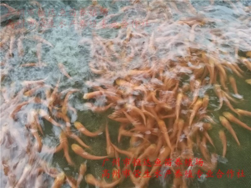 金大头鱼苗金鳙鱼苗