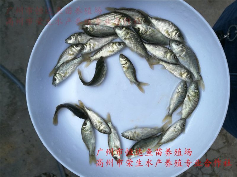 建鲤鱼苗